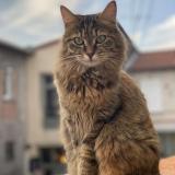 Picture of cat lost at Chadeleuf