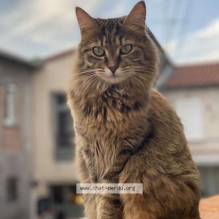 Photo 1/1 Bibi Chat lost in Chadeleuf