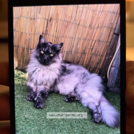 Photo 1/1 Mystère Chat lost in Montigny en gohelle