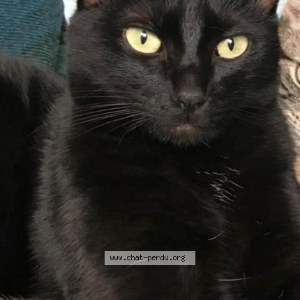 Photo 1/1 Cat reunited Lost in Sartrouville