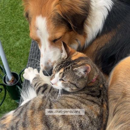 Photo 1/1 Molly Chat lost in Trie sur baise