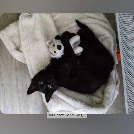 Photo 1/1 Bobine Chat lost in Begles