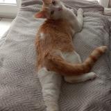 Picture of cat lost at Montigny En Gohelle