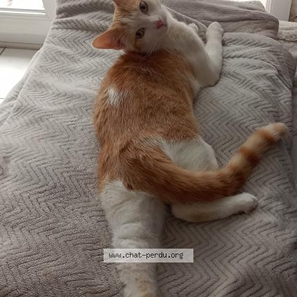 Photo 1/1 Winny Chat lost in Montigny en gohelle