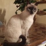 Picture of cat lost at Ste Florence Les Essarts