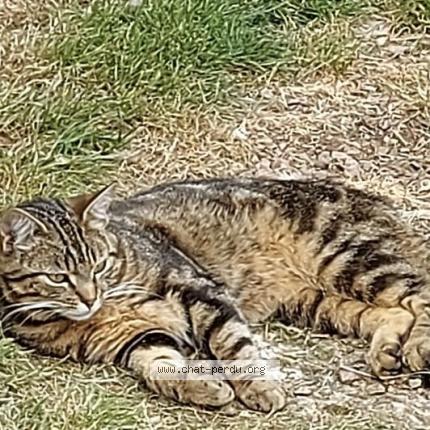 Photo 1/1 Tigre Chat lost in Abbeville