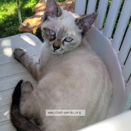 Photo 1/1 Nala Chat lost in Surville