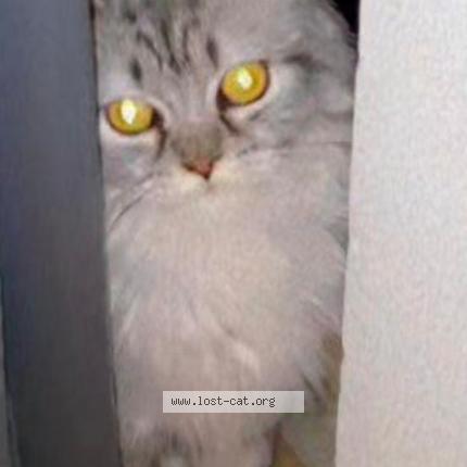 Photo 1/1 Misty Chat lost in Islamabad