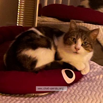 Photo 1/1 Mimine Chat lost in Pelousey