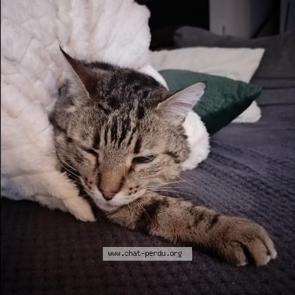 Photo 1/1 Lego Chat lost in Nervieux