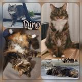 Picture of cat lost at Saint Coulomb