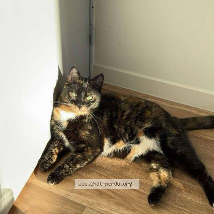 Photo 1/1 Yummy Chat lost in Wattrelos