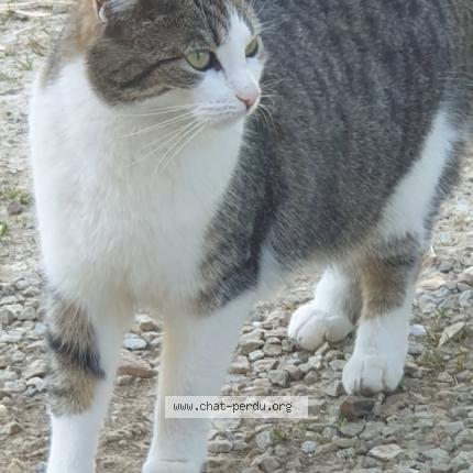 Photo 1/1 Destin&eacute; Chat lost in Gainneville