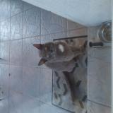 Picture of cat found at Beaucaire