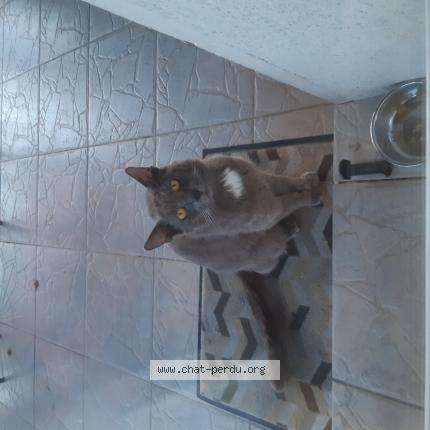 Photo 1/1 Found cat Found in Beaucaire