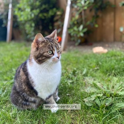 Photo 1/1 Paulka Chat lost in La rochelle