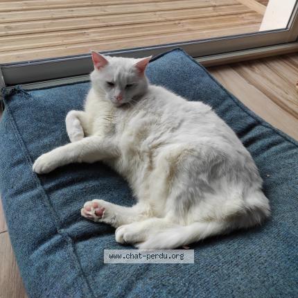 Photo 1/1 Alaska Chat lost in Lanester