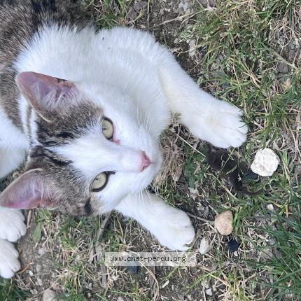 Photo 1/1 Cajou Chat lost in Meaux