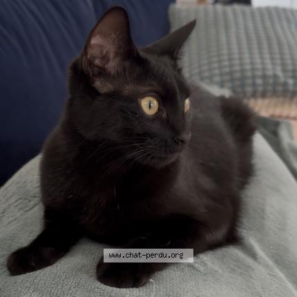 Photo 1/1 Cassy Chat lost in Saint mammes