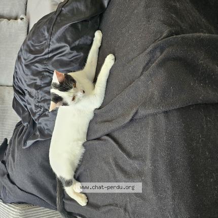 Photo 1/1 Lufy Chat lost in Mareuil le port