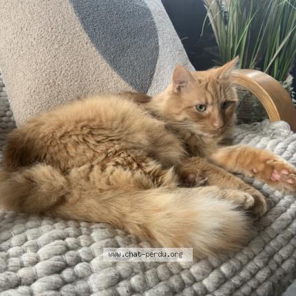 Photo 1/1 Rouky Chat lost in Baume les dames