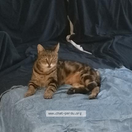 Photo 1/1 Moon Chat lost in Cagnes sur mer