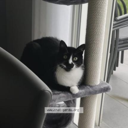 Photo 1/1 Mimi Chat lost in Tournon sur rhone