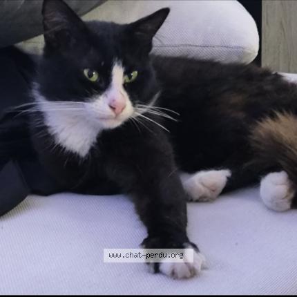 Photo 1/1 Oreo Chat lost in Auterive