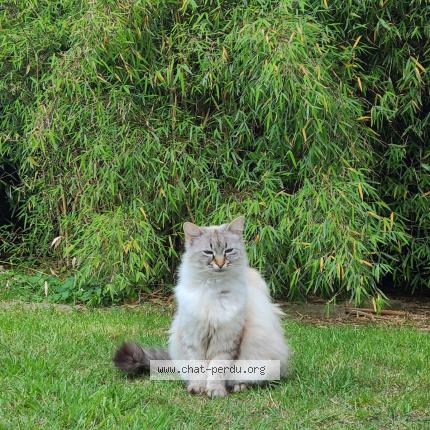 Photo 1/2 Nougat Chat lost in Pabu