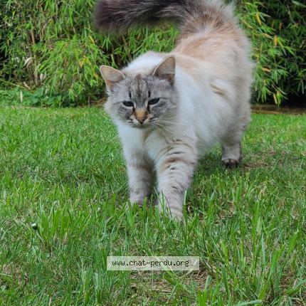 Photo 2/2 Nougat Chat lost in Pabu