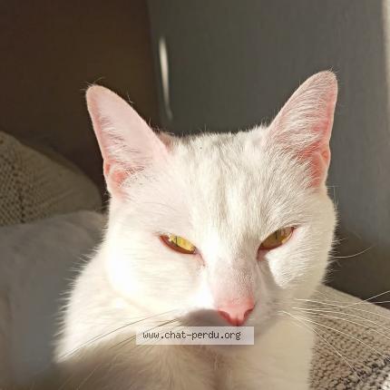 Photo 1/1 Uraya Chat lost in La rabateliere