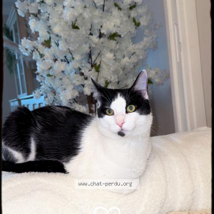 Photo 1/1 Oreo Chat lost in Laxou