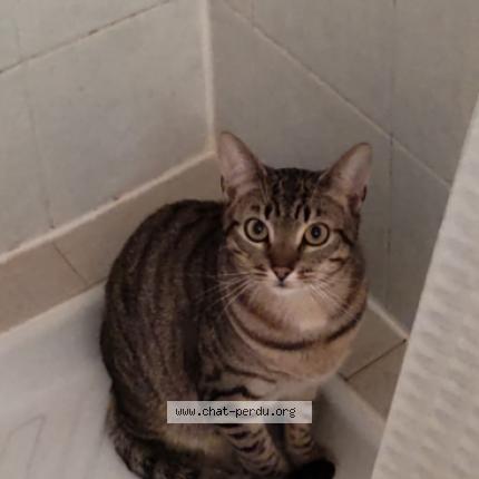 Photo 1/1 Cajou Chat lost in Bordeaux