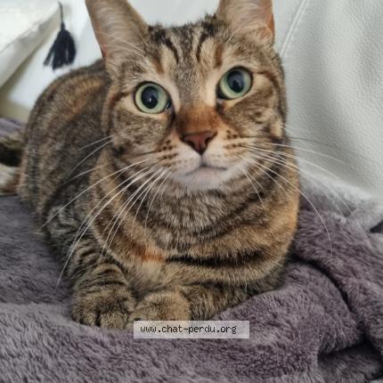 Photo 1/1 Murphy Chat lost in Toufflers