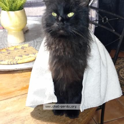 Photo 1/1 Rif Chat lost in Chateauneuf du faou