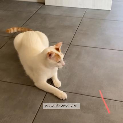 Photo 1/1 Pablo Chat lost in Saint jeoire priore