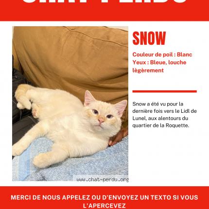 Photo 1/1 Snow Chat lost in Lunel
