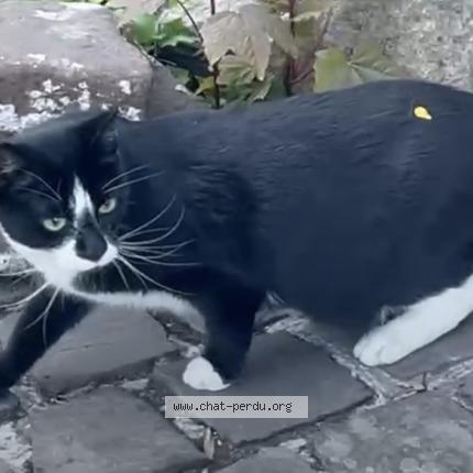 Photo 1/1 Sokka Chat lost in Ixelles