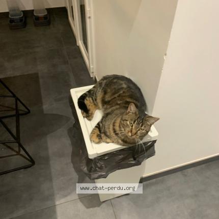 Photo 1/1 TWIST Chat lost in Jardin