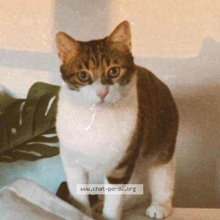 Photo 1/1 Paki Chat lost in Toulouse