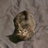 Picture of cat lost at Montelimar