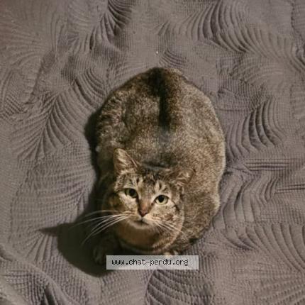 Photo 1/1 Cat reunited Lost in Montelimar