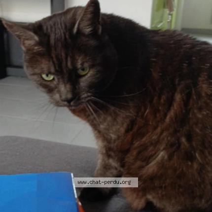 Photo 1/1 Victoria Chat lost in Toulouse