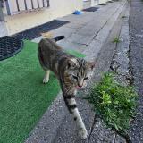 Picture of cat found at Metz