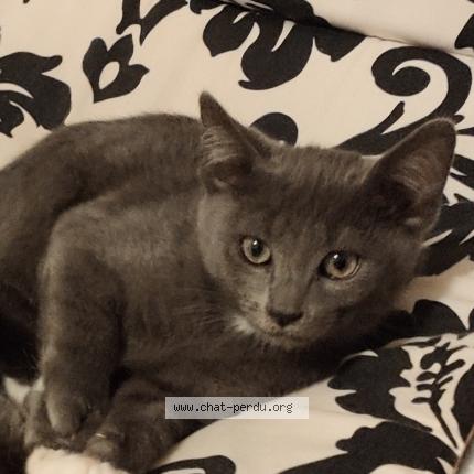 Photo 1/1 Plume Chat lost in Montguyon