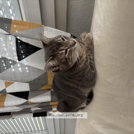 Photo 1/1 Moon Chat lost in Aubiere