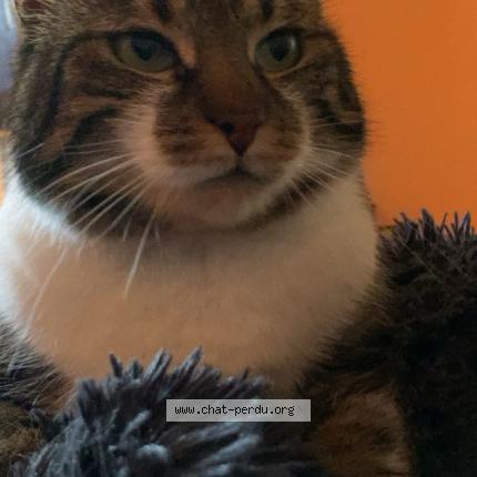 Photo 1/2 Loulou Chat lost in Mitry mory