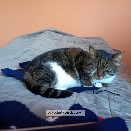 Photo 2/2 Loulou Chat lost in Mitry mory