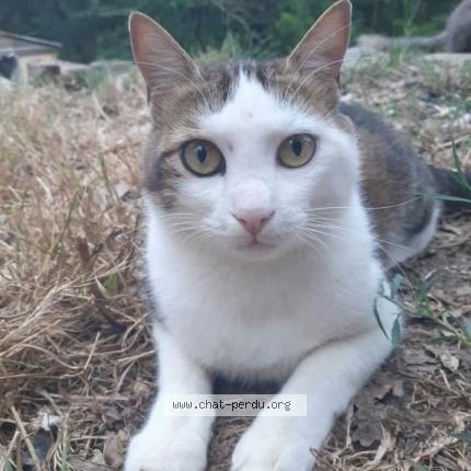 Photo 1/1 chat Chat lost in Rocbaron france