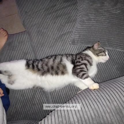 Photo 1/1 VROOM Chat lost in Saint jean de maruejols et aveja